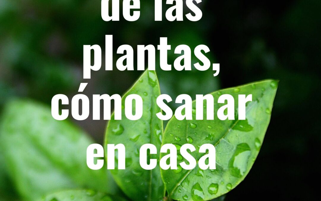 La medicina de las plantas, cómo sanar en casa