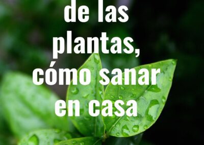 La medicina de las plantas, cómo sanar en casa